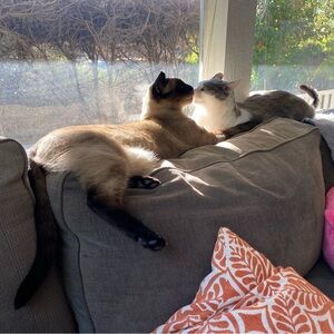 Meet your Posher, Sina